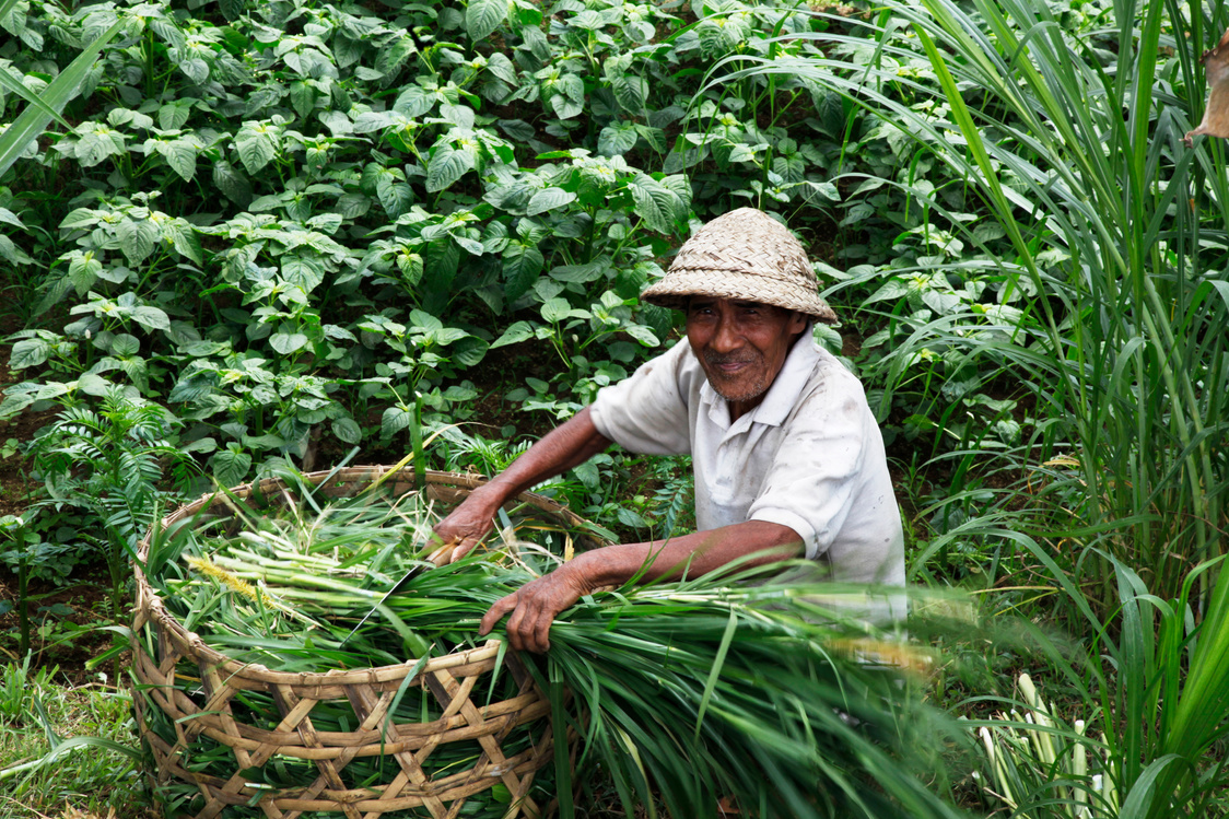 Balinese Farmer