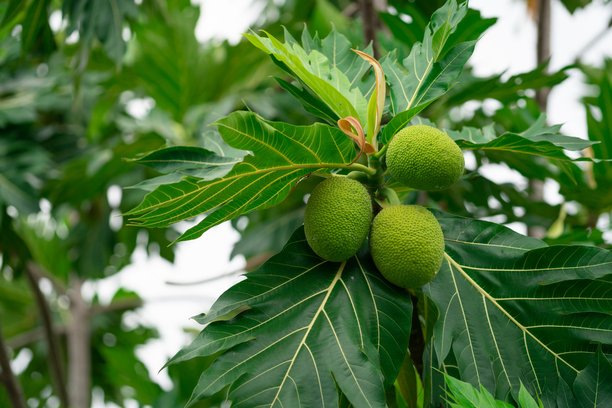 Breadfruit Tree Up Close